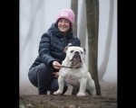 Engleski buldog
